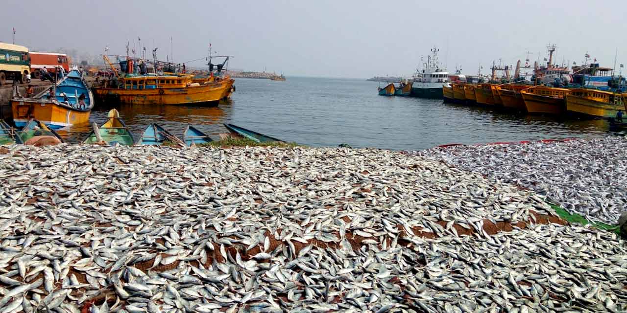Fishing Harbour Vizag Tourist Attraction