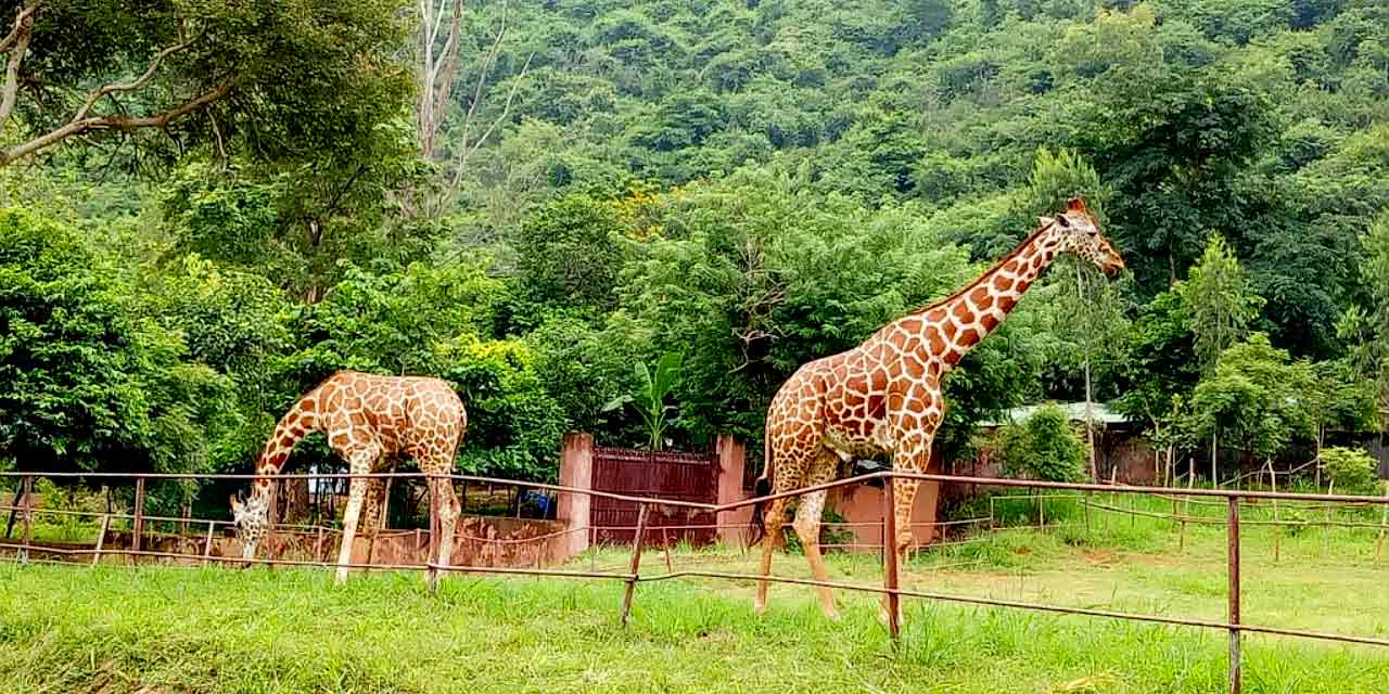 Indira Gandhi Zoological Park Vizag Tourist Attraction