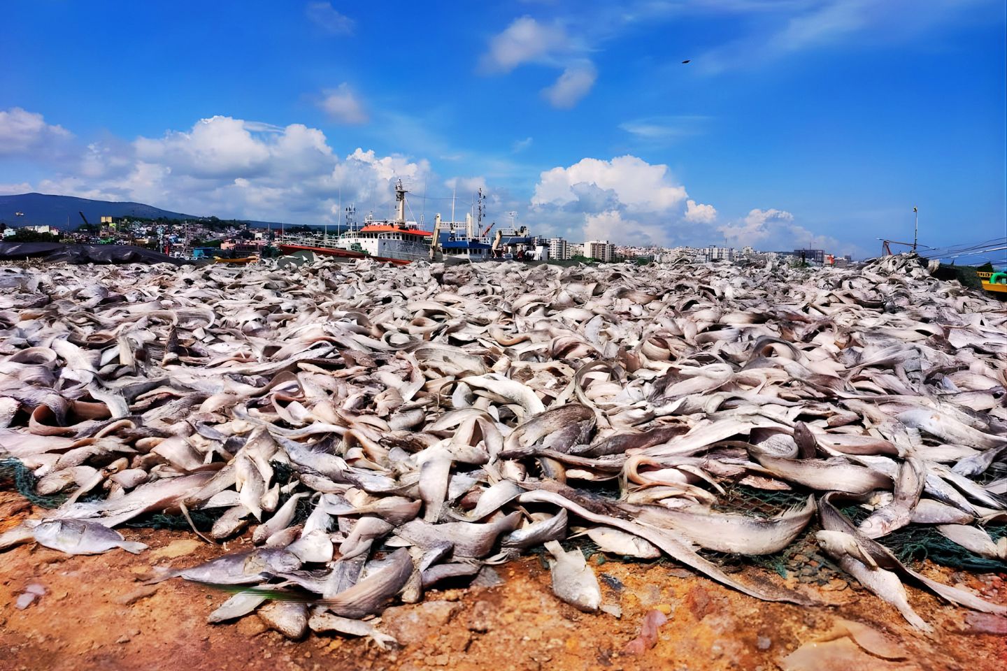 Fishing Harbour Vizag 