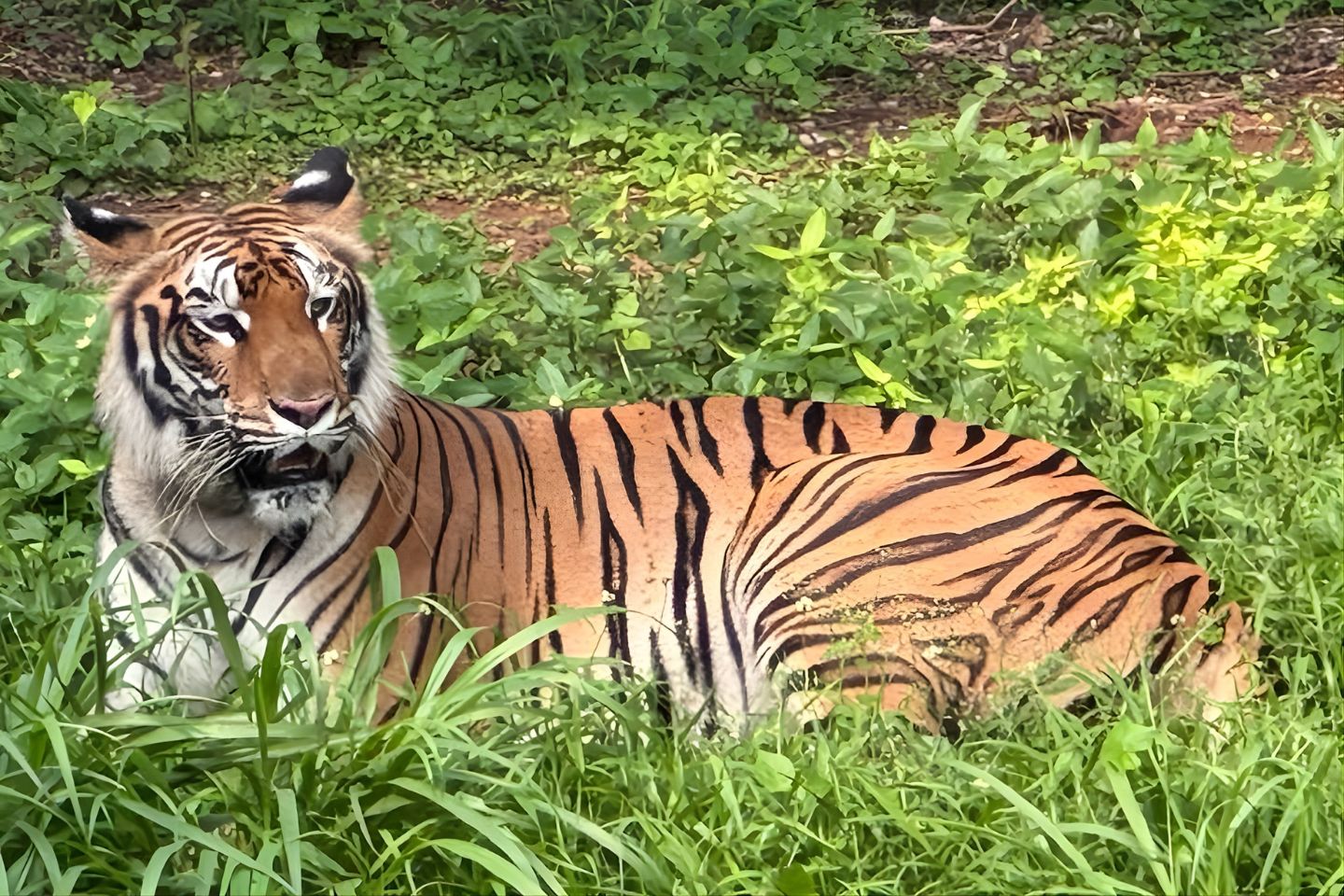 Indira Gandhi Zoological Park, Vizag Top Places to Visit in Two Days